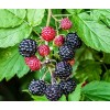 Саженец малины Кумберленд (Kumberlend) (Черная) : фото и описание
