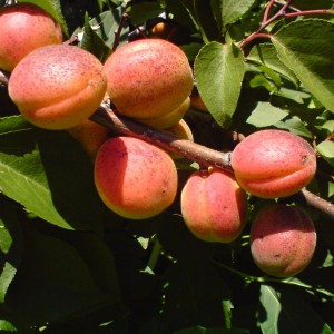 Абрикос Алеша