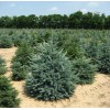 Саженец Ели Голубая Кейбаб (Kaibab) 100-150 см: фото и описание