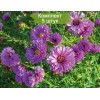 Саженцы астры Елта (Elta) -  5 шт.: фото и описание