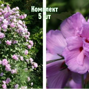 Комплект 5шт / Гибискус древовидный Арденс