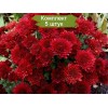 Саженцы хризантемы мультифлора Бранхил Ред (Branhill Red) -  5 шт.: фото и описание