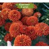Саженцы среднецветковой хризантемы Салютная (Оранжевая ) -  5 шт.: фото и описание