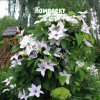 Саженцы Клематиса Сноу Квин (Snow Queen) - 5 шт.: фото и описание