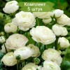 Клубни ранункулюса (Лютик ) Вайт  (White)  -  5 шт.: фото и описание