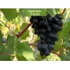 Саженцы винограда Кодрянка (Ранний/Фиолетовый) -  5 шт.: фото и описание