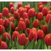 Срезка Луковица Тюльпанаов на 8 марта оптом Луковица Тюльпана Веранди (Verandi): фото и описание