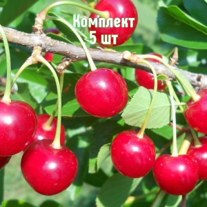 Комплект 5шт / Вишня Окский Рубин