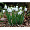Луковица Галантуса (Подснежника ) Фло: фото и описание